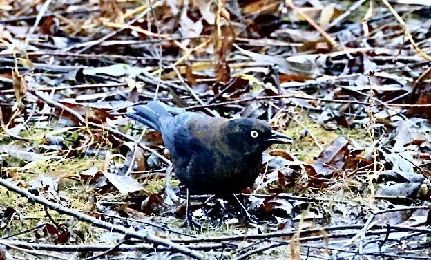 Rusty Blackbird - ML646562218