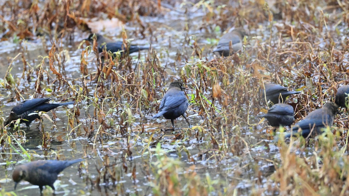 Rusty Blackbird - ML646562219