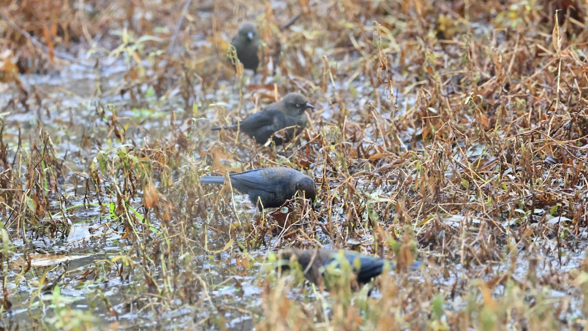 Rusty Blackbird - ML646562220