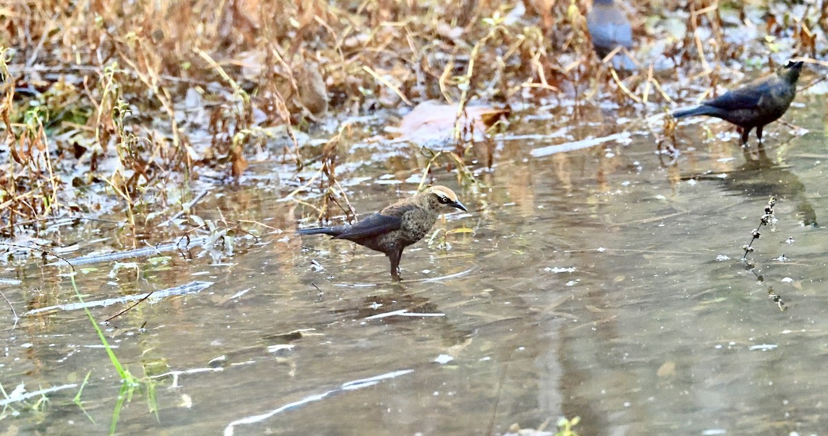 Rusty Blackbird - ML646562221