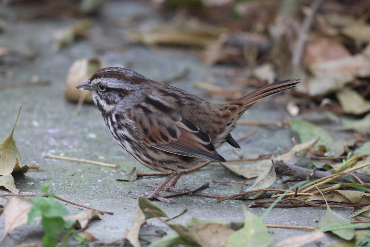 Singammer - ML646562222