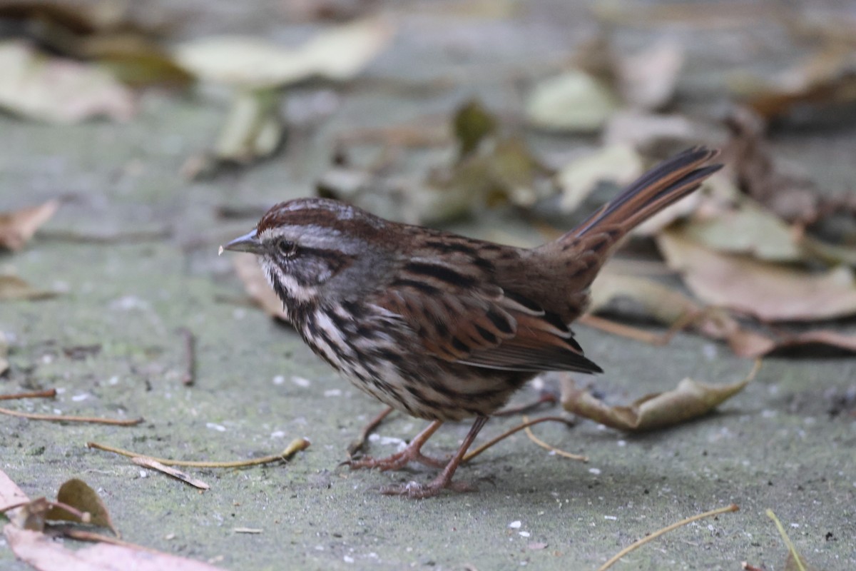 Singammer - ML646562223