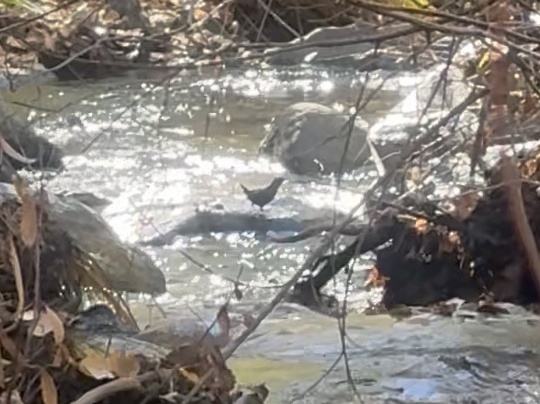 Ur-zozo iparramerikarra - ML646562228