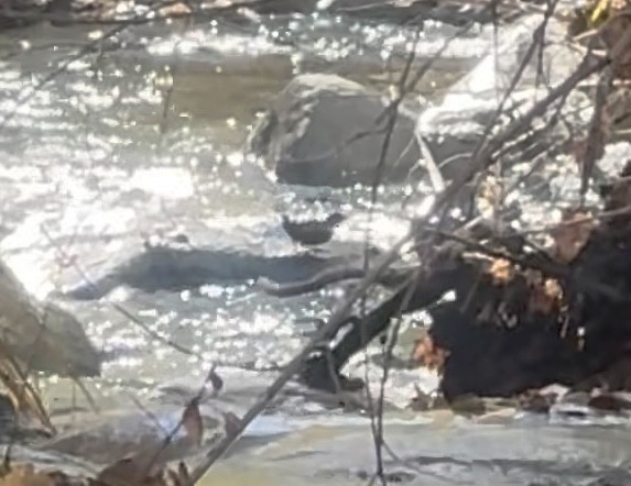 Ur-zozo iparramerikarra - ML646562229