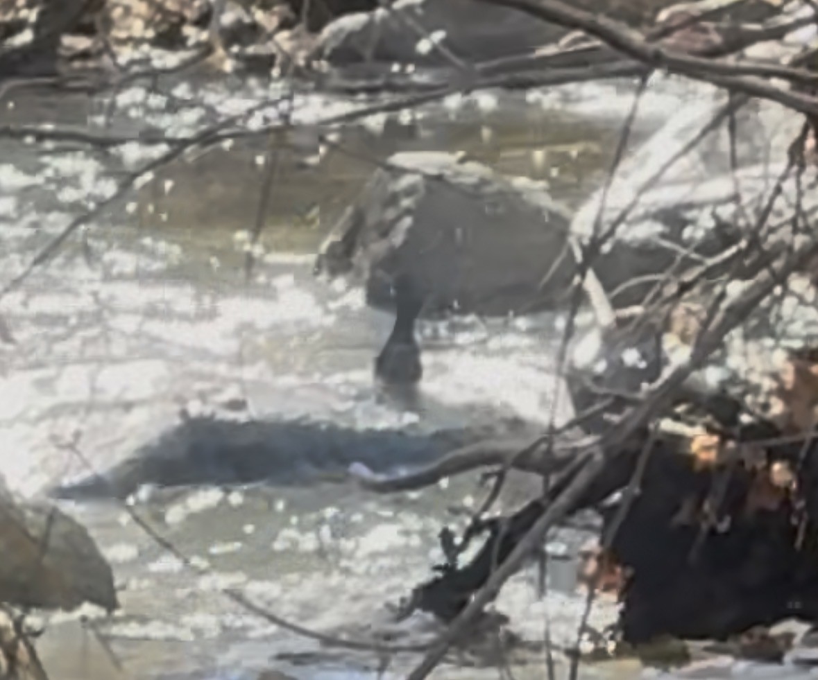 Ur-zozo iparramerikarra - ML646562230