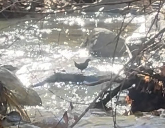 Ur-zozo iparramerikarra - ML646562231