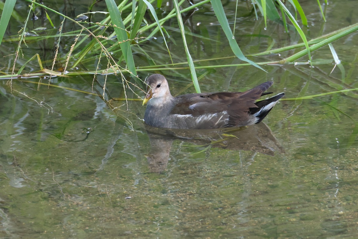 紅冠水雞 - ML646562232