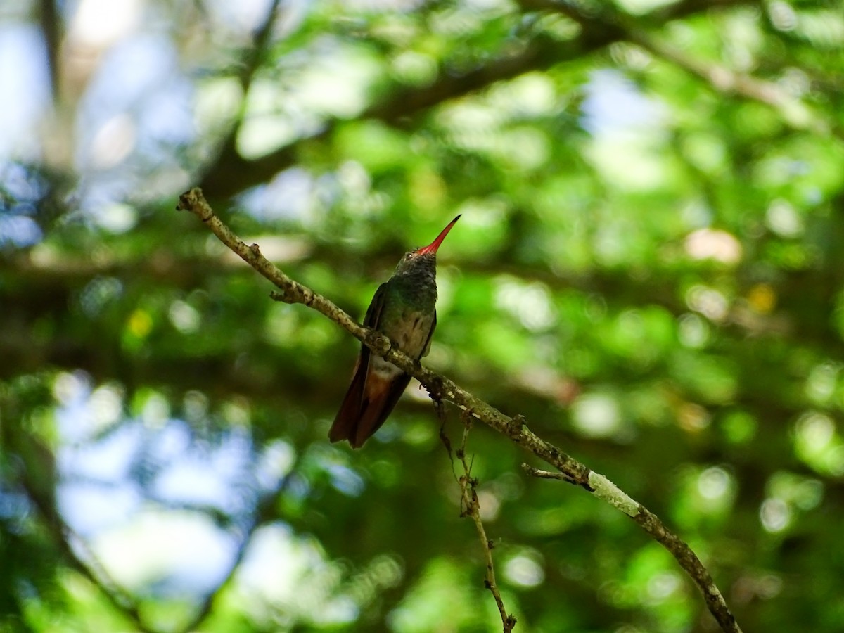 Rufous-tailed Hummingbird - ML646562234