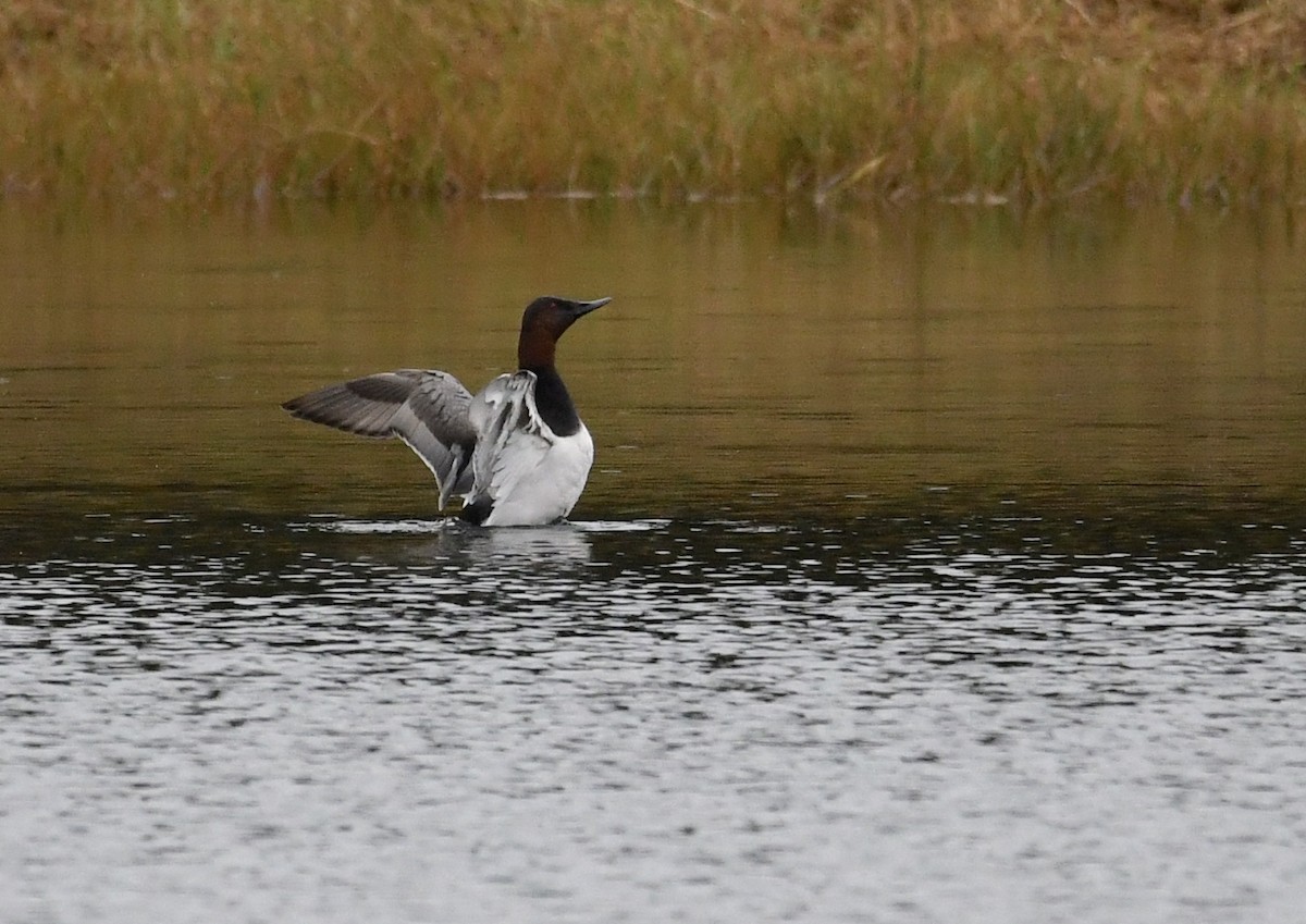 Riesentafelente - ML646562238