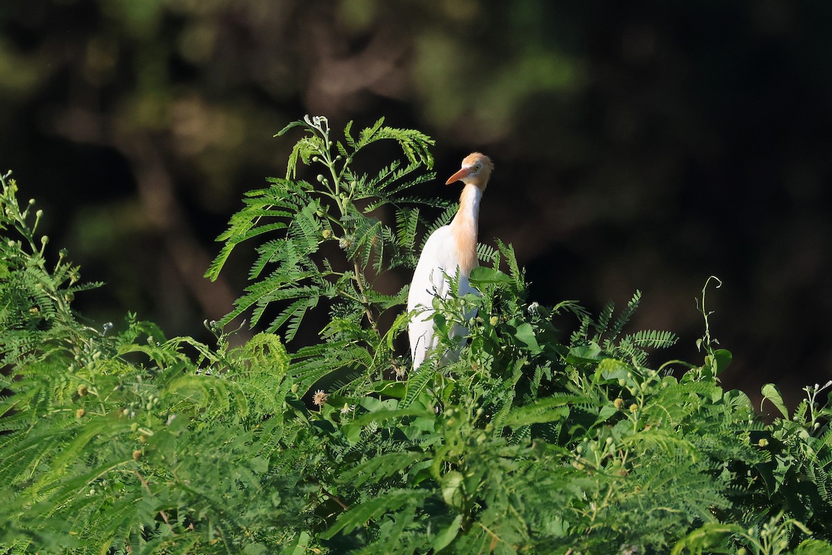 黃頭鷺 - ML646562239