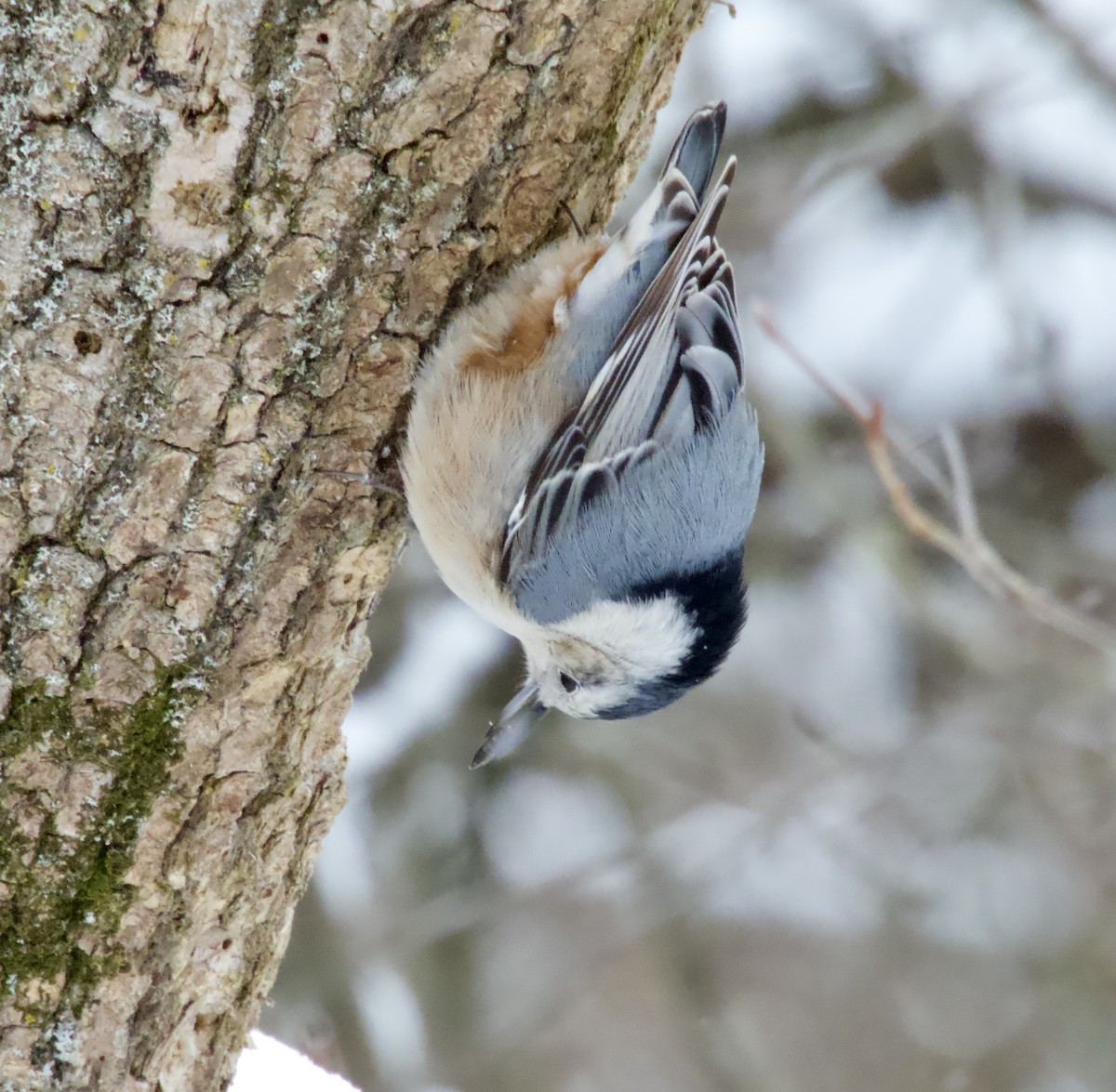 White-breasted Nuthatch - ML646562240