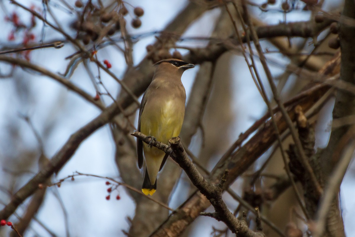 Cedar Waxwing - ML646562241