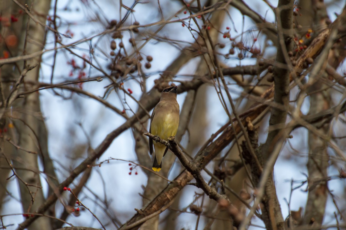 Cedar Waxwing - ML646562243