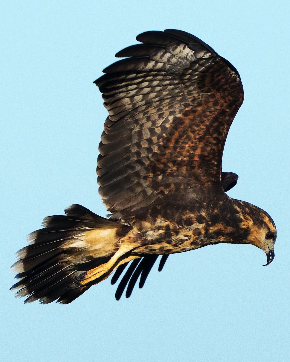 Snail Kite - ML646562244