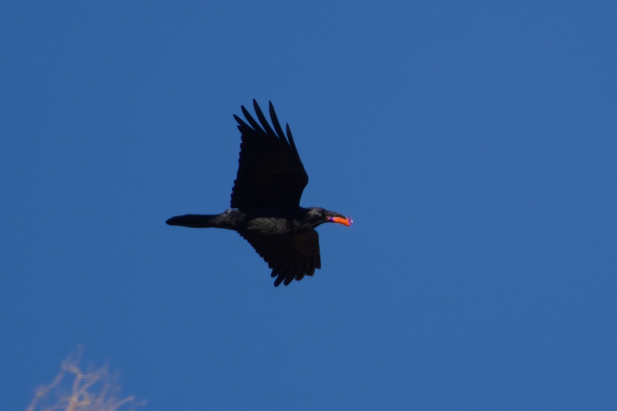 Erroi handia - ML646562245