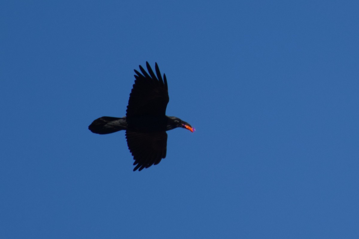 Erroi handia - ML646562246