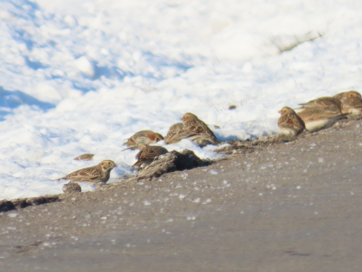 Lapland Longspur - ML646562248