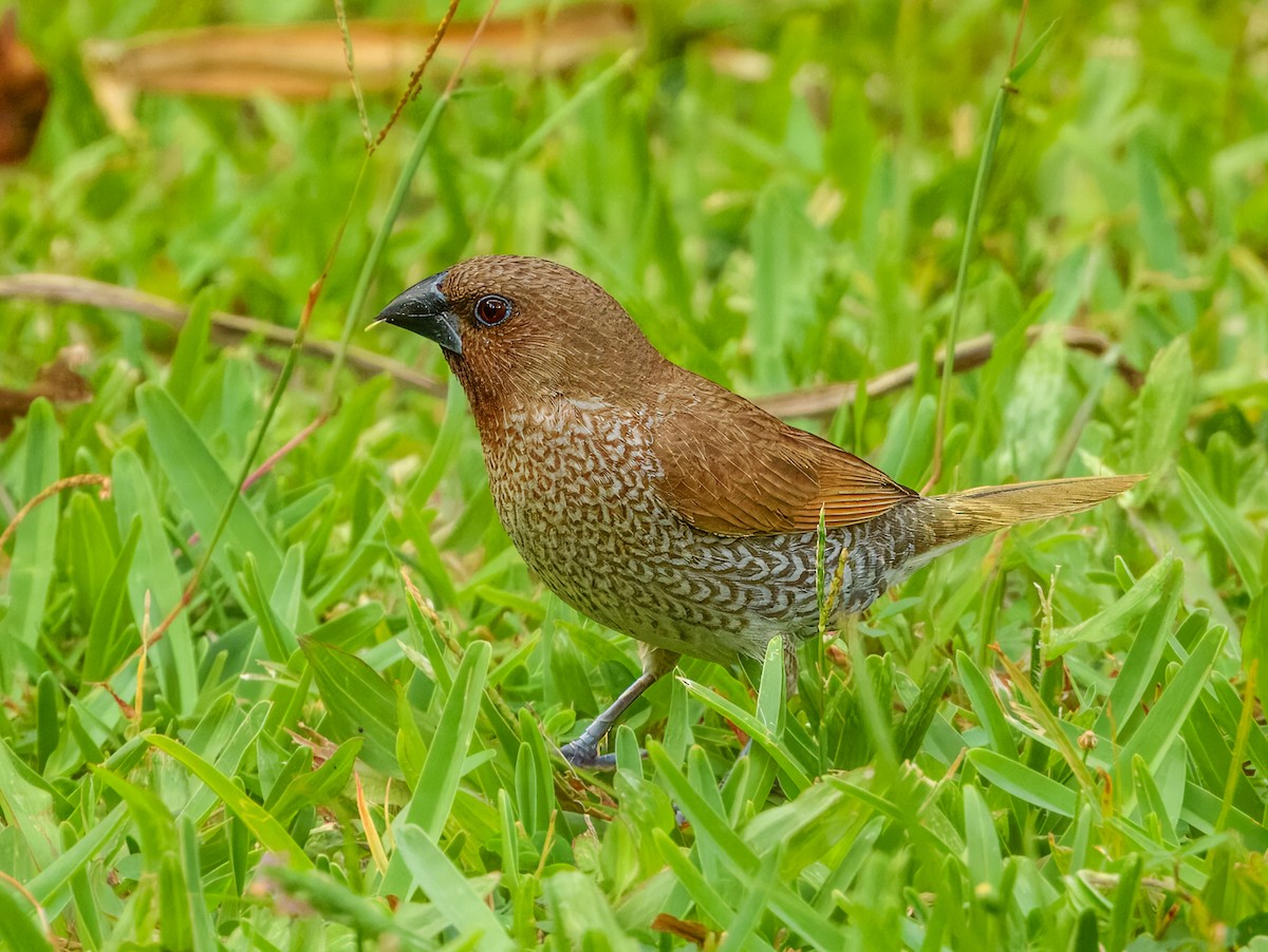 斑文鳥 - ML646562249