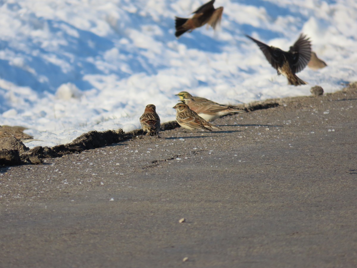 Lapland Longspur - ML646562250