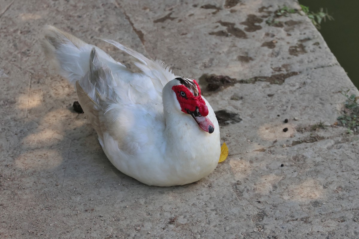 番鴨(馴化)(薑母鴨) - ML646562252