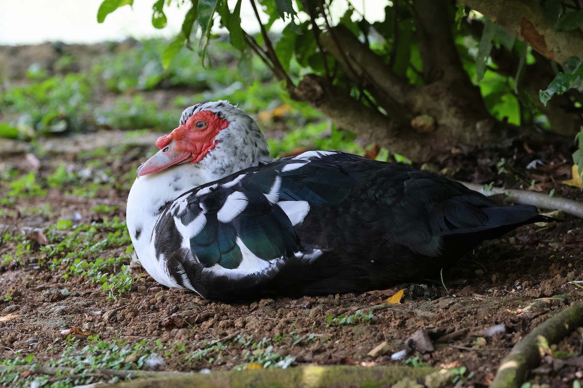 番鴨(馴化)(薑母鴨) - ML646562253