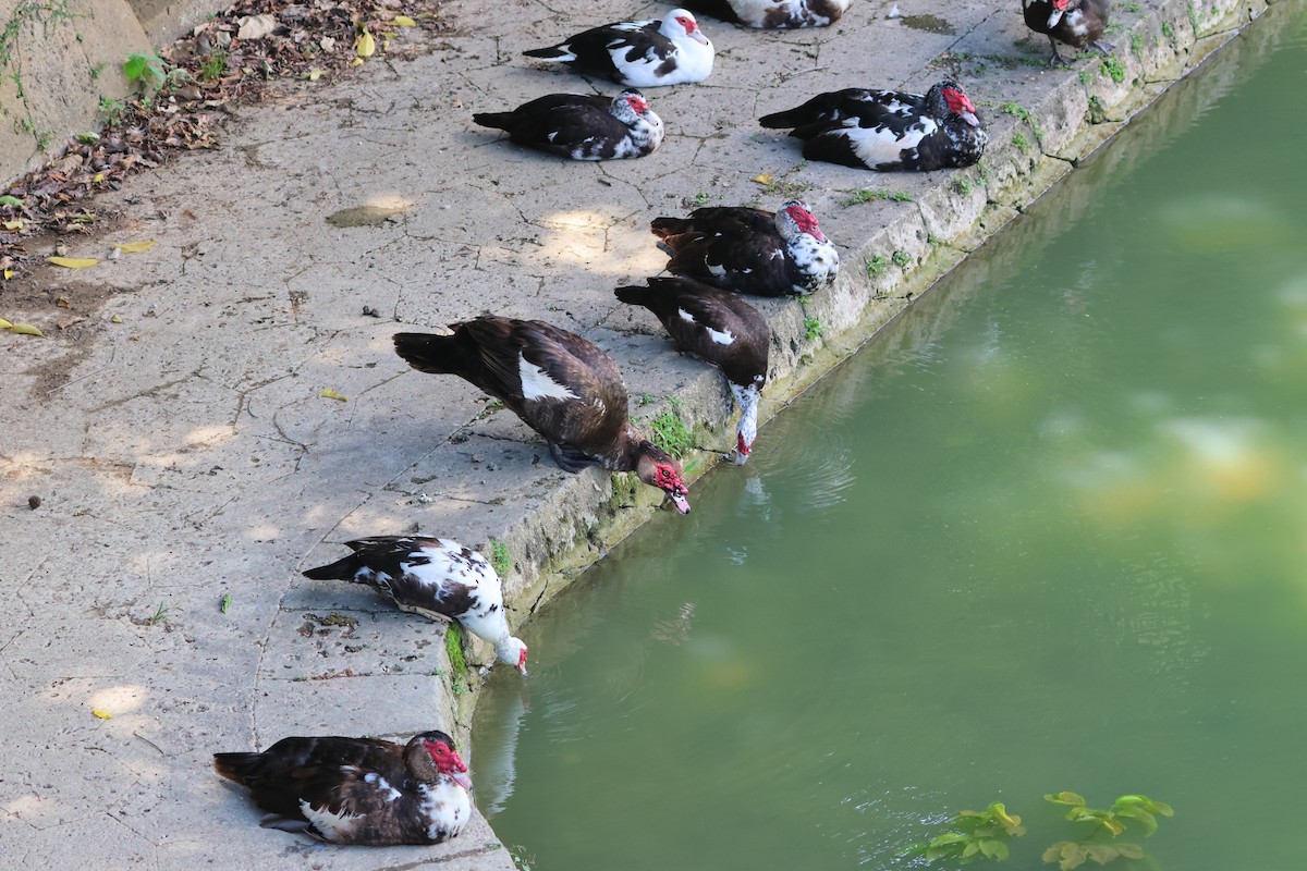 番鴨(馴化)(薑母鴨) - ML646562254