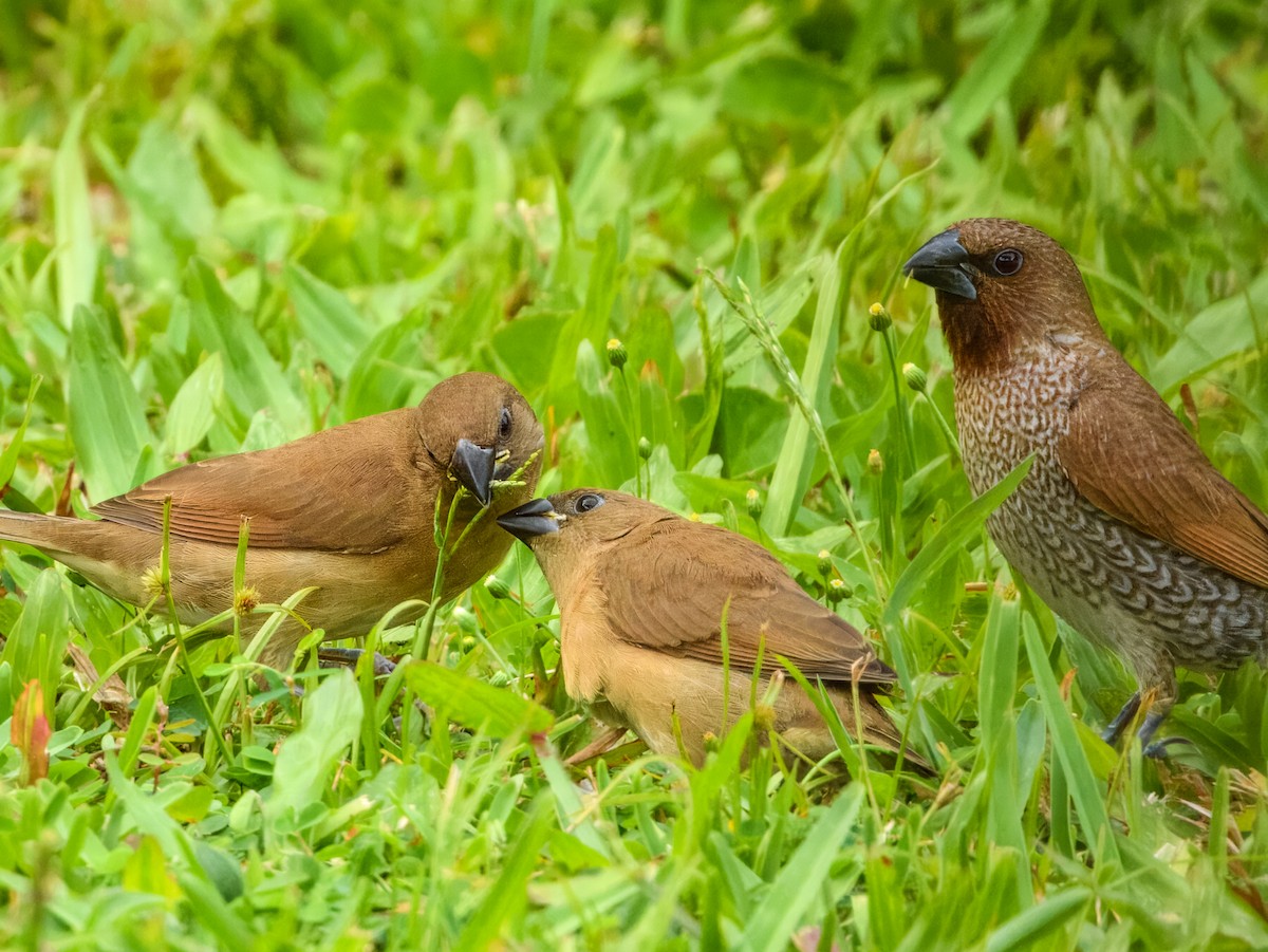 斑文鳥 - ML646562256