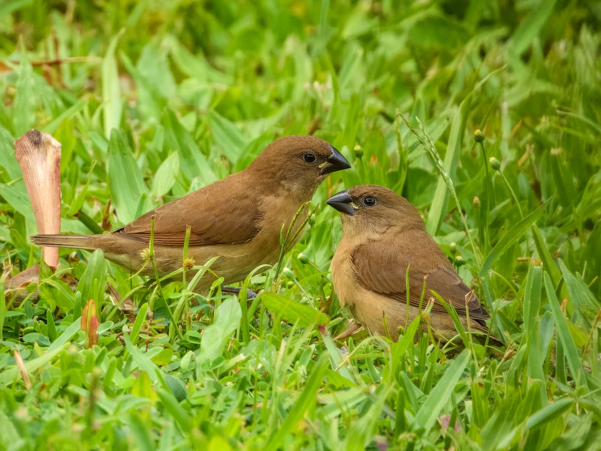 斑文鳥 - ML646562257