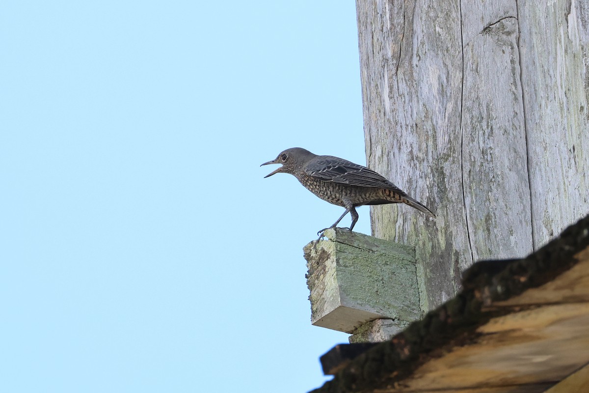 藍磯鶇 - ML646562262