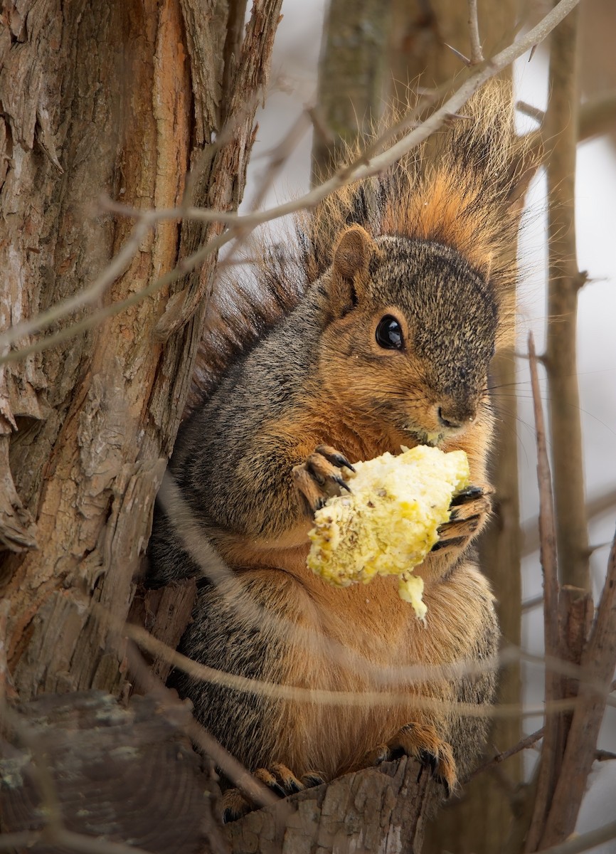 Eastern Fox Squirrel - ML646562265