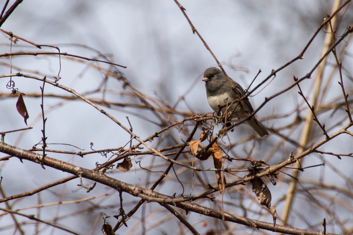 Dark-eyed Junco - ML646562266
