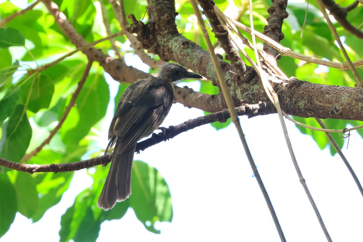 棕耳鵯 - ML646562268