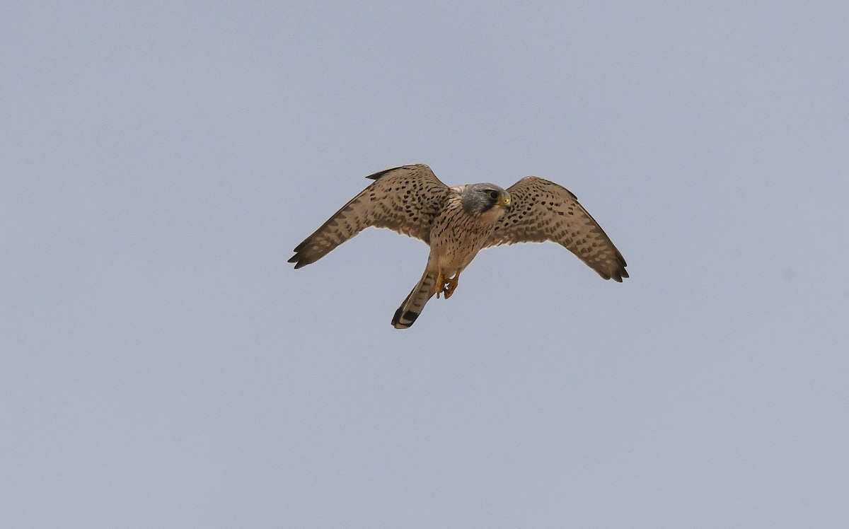 Eurasian Kestrel (Eurasian) - ML646562269