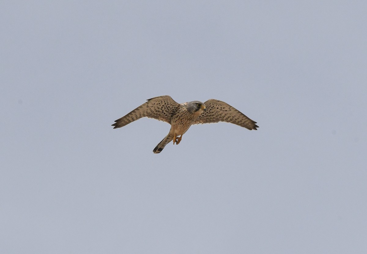 Eurasian Kestrel (Eurasian) - ML646562271