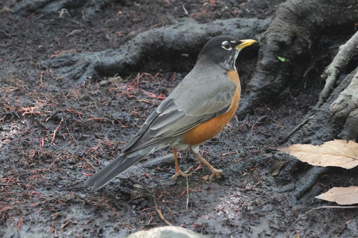 American Robin - ML646562272