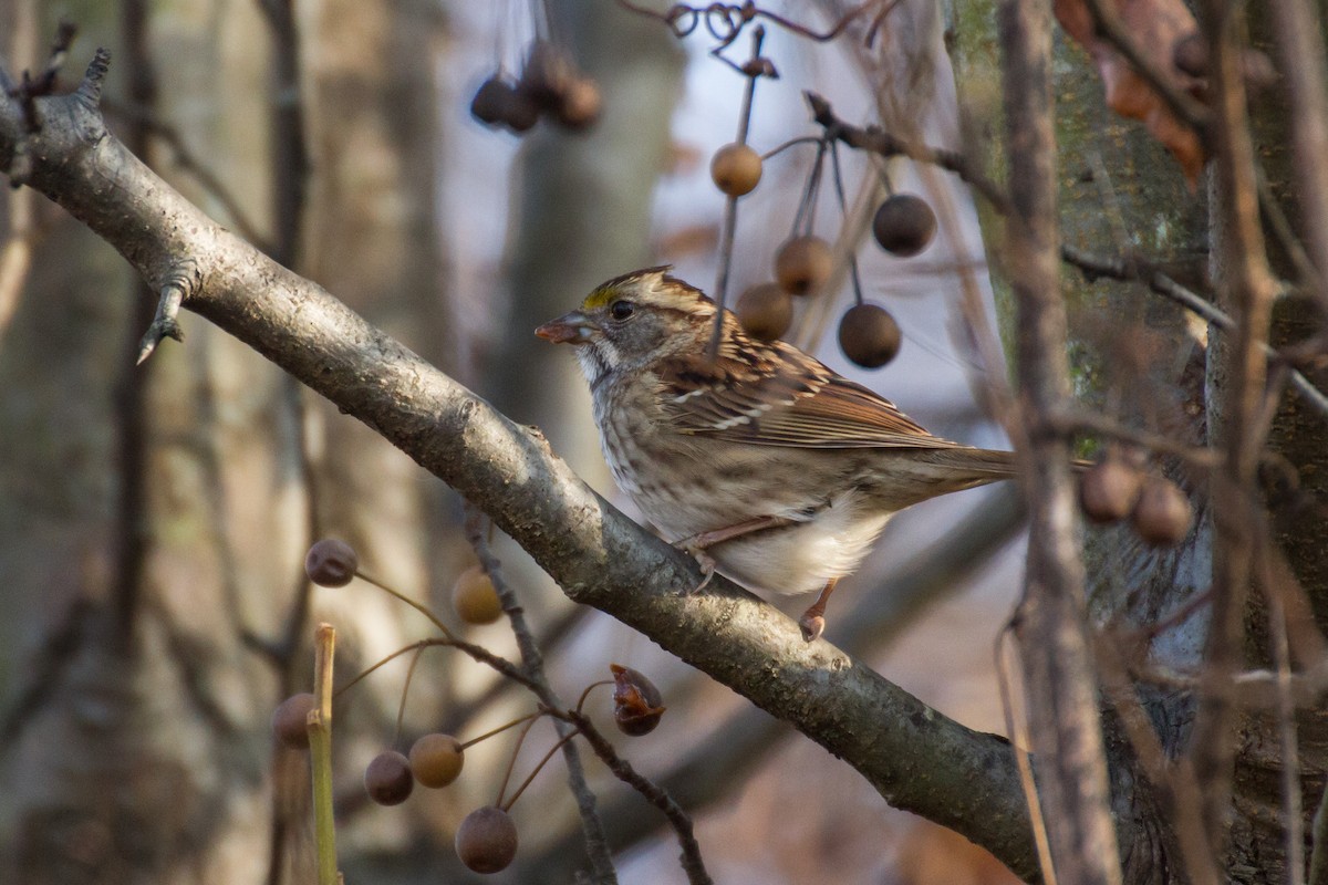 White-throated Sparrow - ML646562273