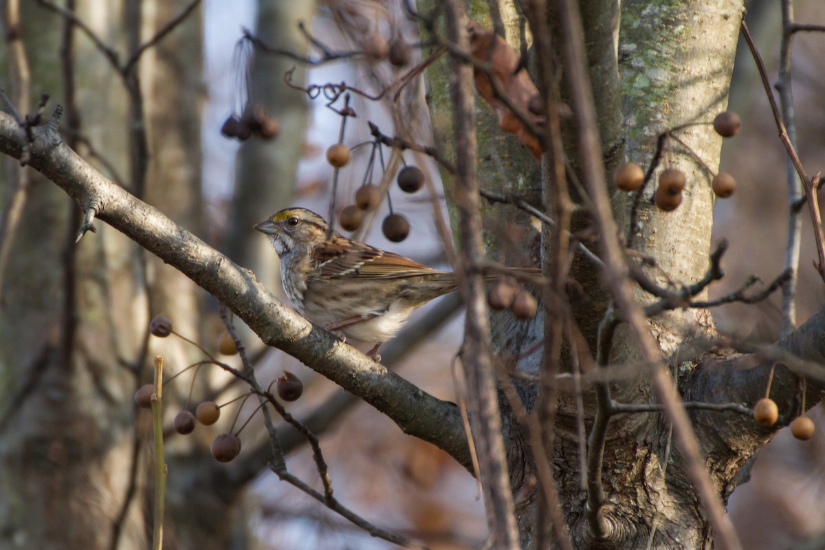 White-throated Sparrow - ML646562274