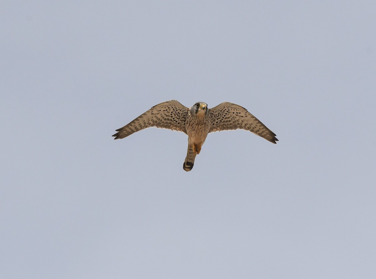 Eurasian Kestrel (Eurasian) - ML646562275