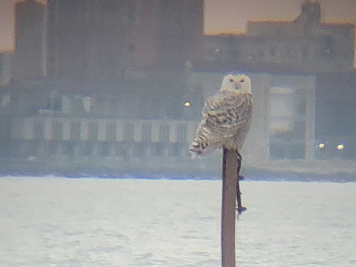 לילית שלג - ML646562276