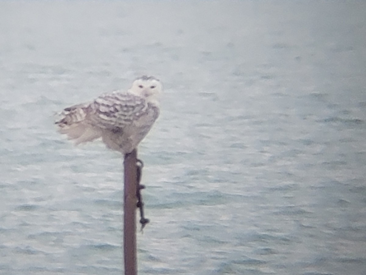 לילית שלג - ML646562278