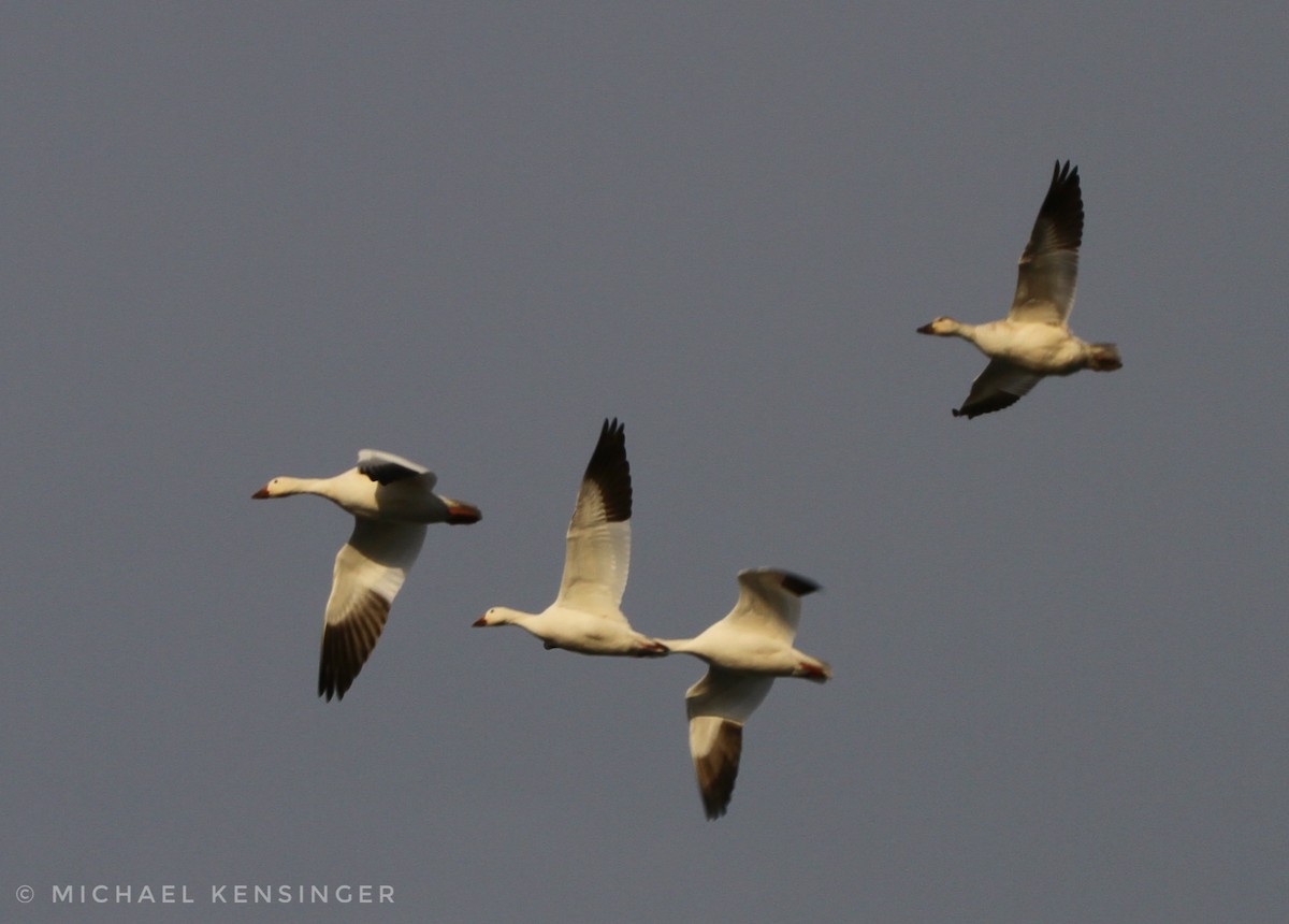 Snow Goose - ML646562279