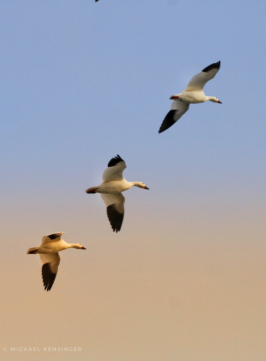 Snow Goose - ML646562280