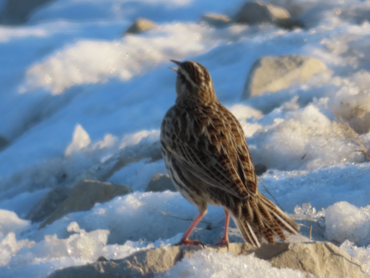 Western Meadowlark - ML646562281