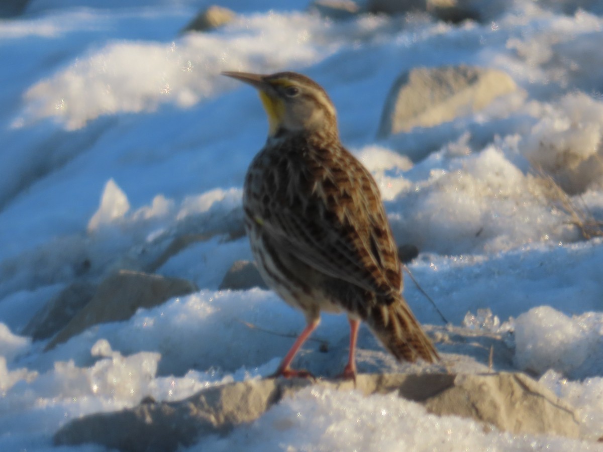 Western Meadowlark - ML646562282