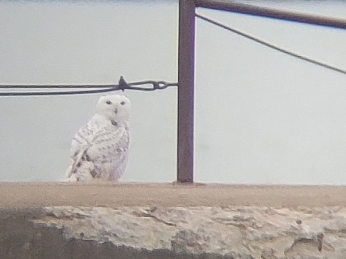 לילית שלג - ML646562283