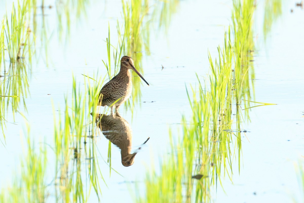 中地鷸/針尾鷸 - ML646562284