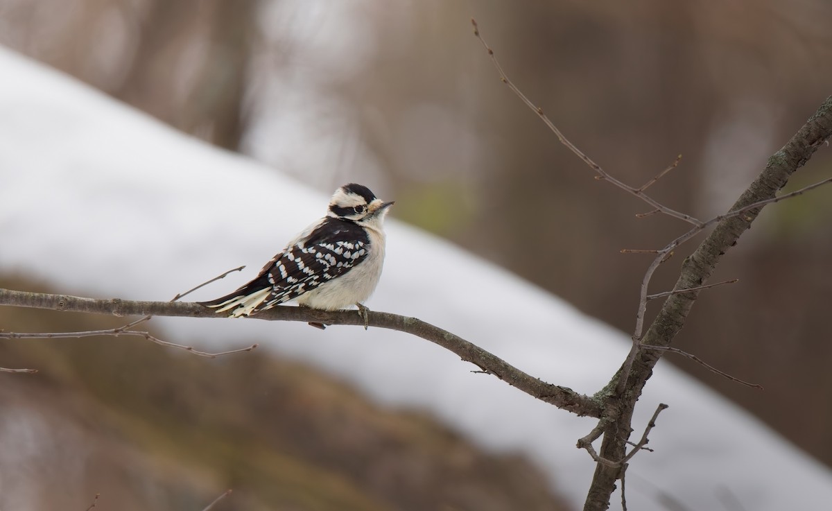 Downy Woodpecker - ML646562285