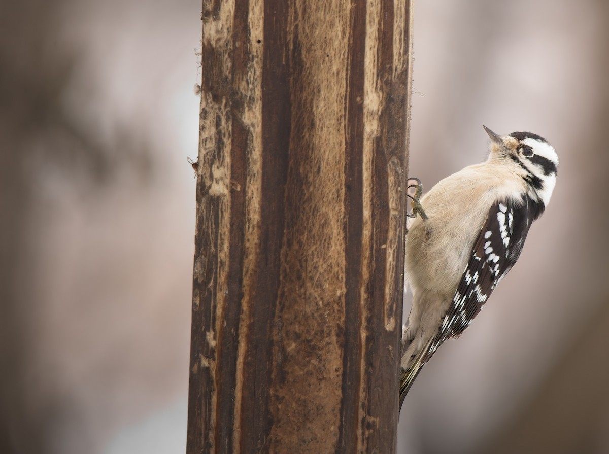 Downy Woodpecker - ML646562286
