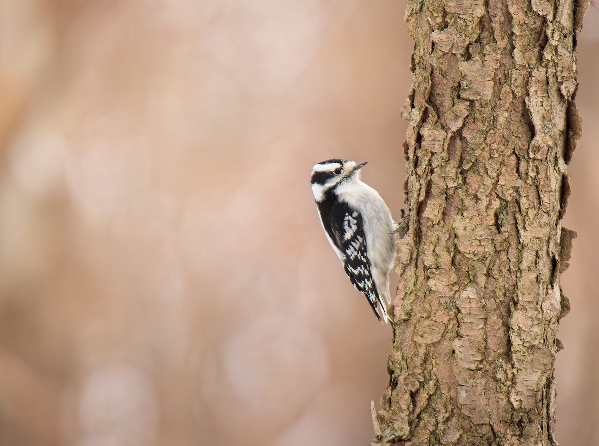 Downy Woodpecker - ML646562287