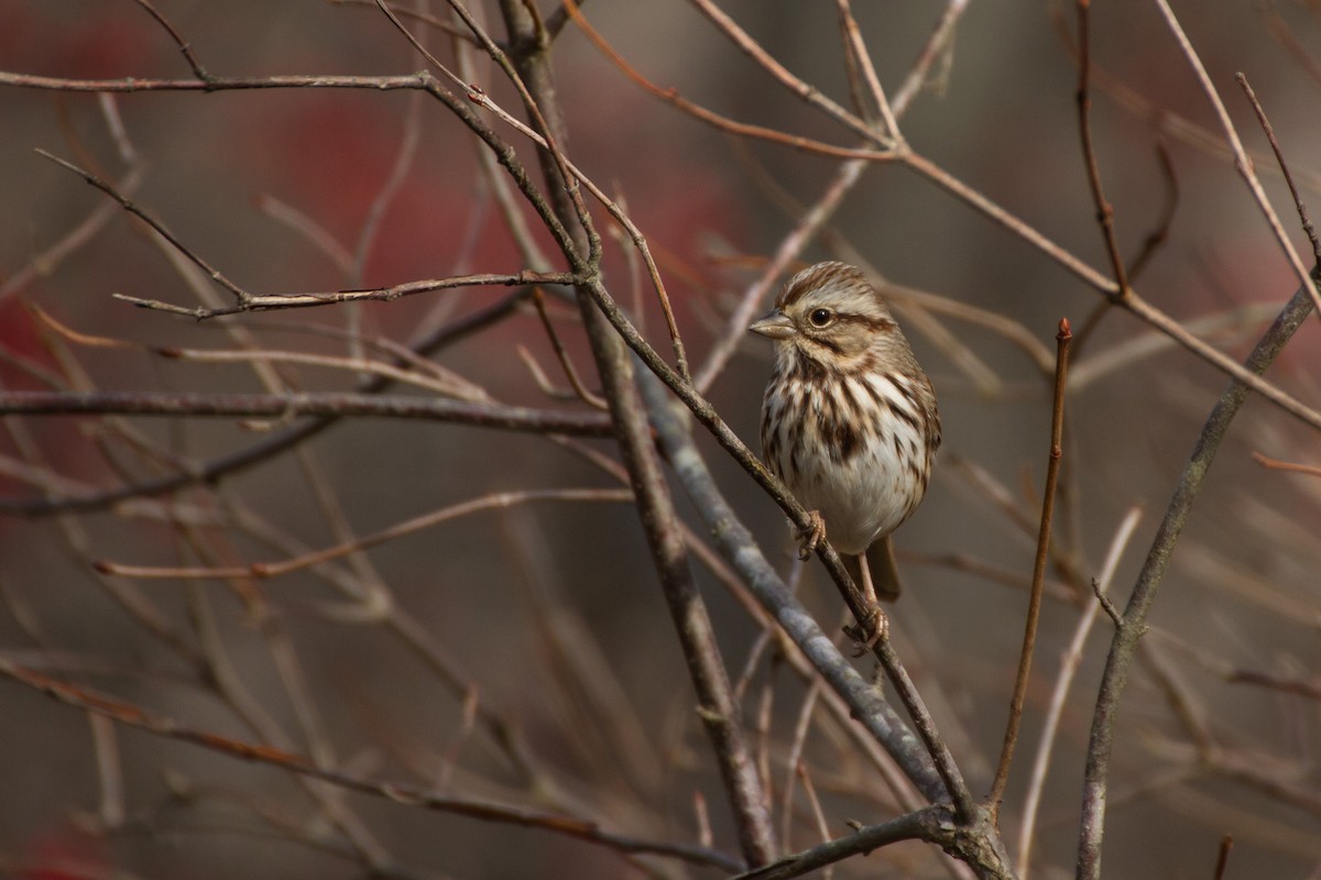 Song Sparrow - ML646562288